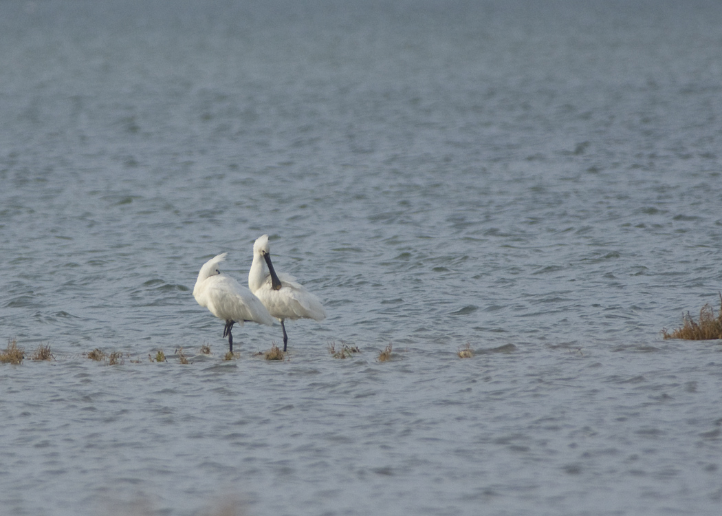 Eurasian Spoonbill
