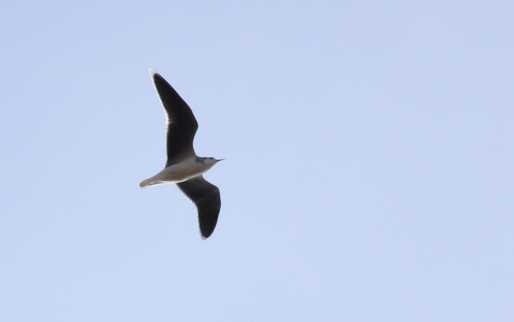 Little Gull