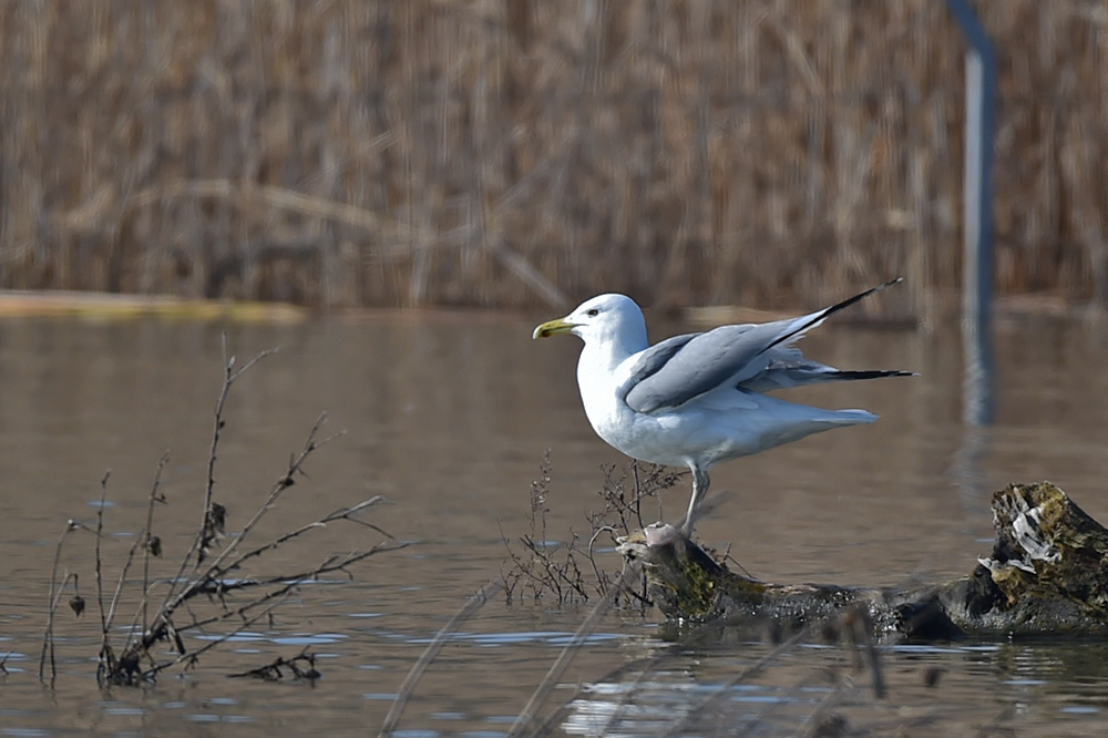 Caspian Gull
