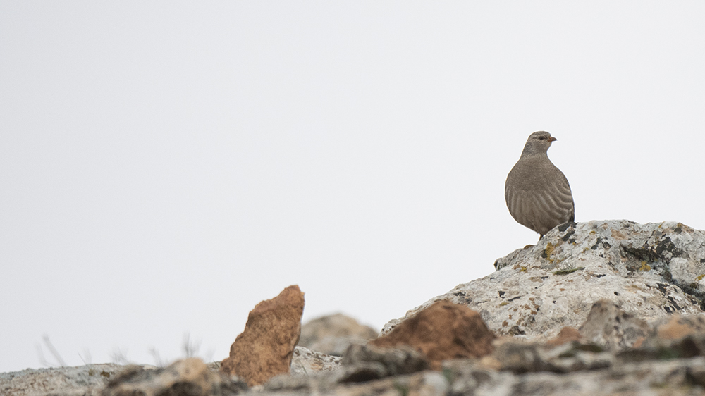 See-see Partridge