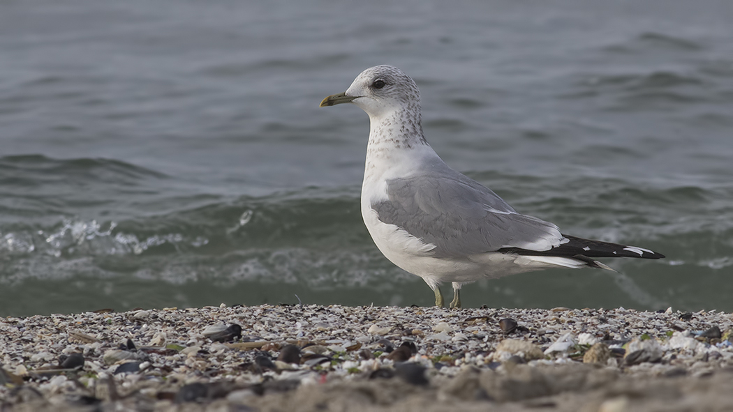 Mew Gull