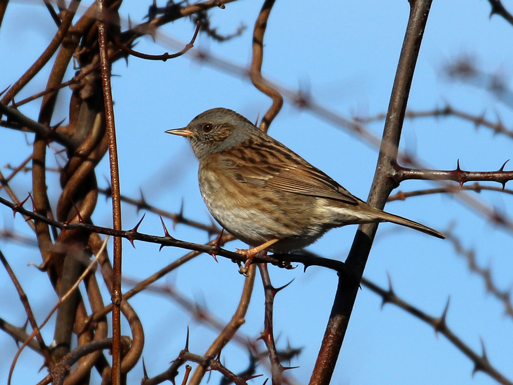 Dunnock