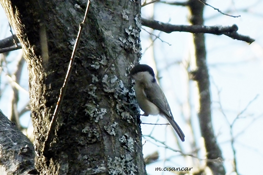 Marsh Tit