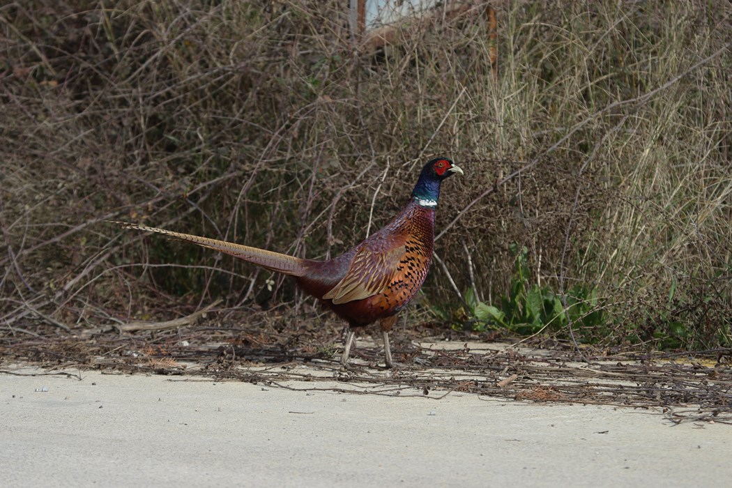 Common Pheasant