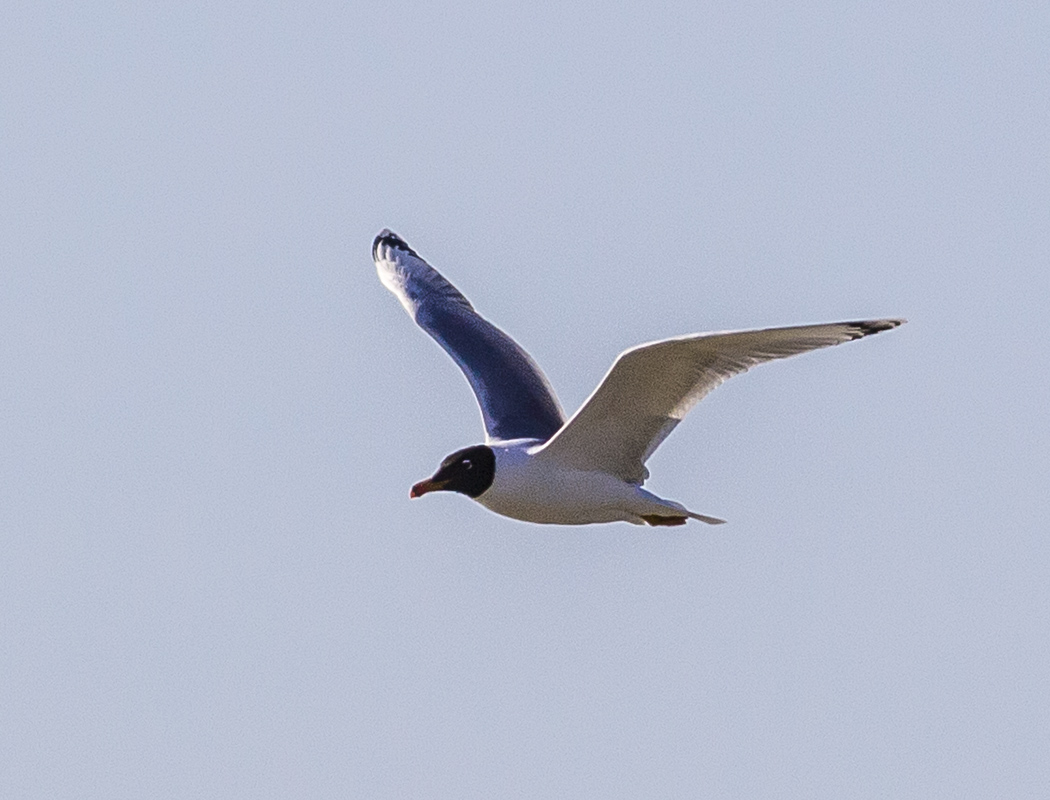 Pallas`s Gull