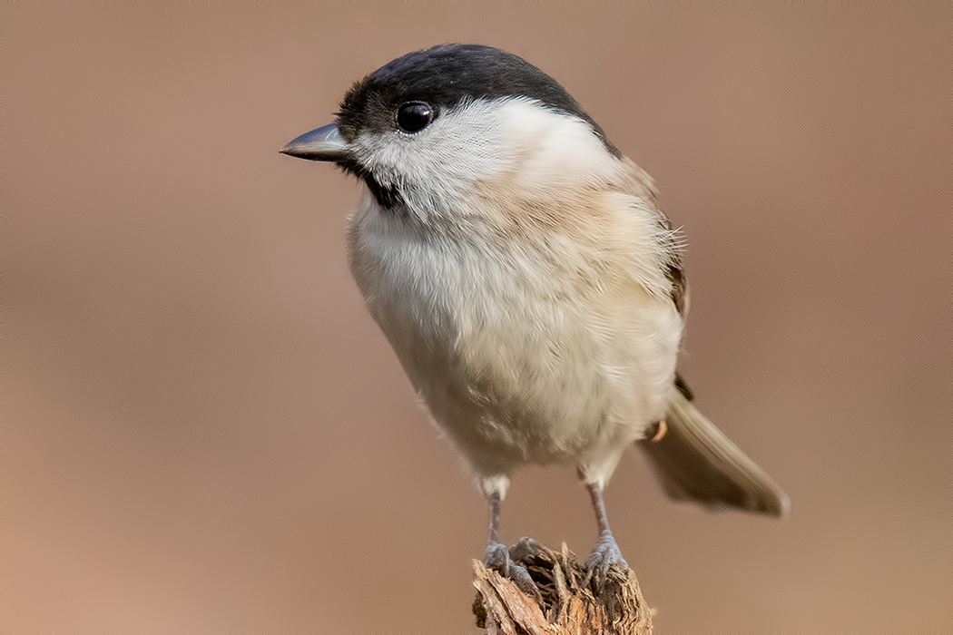 Marsh Tit