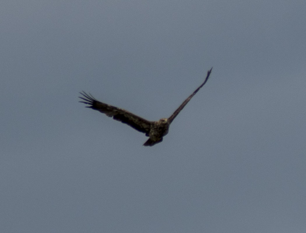 Eastern Imperial Eagle