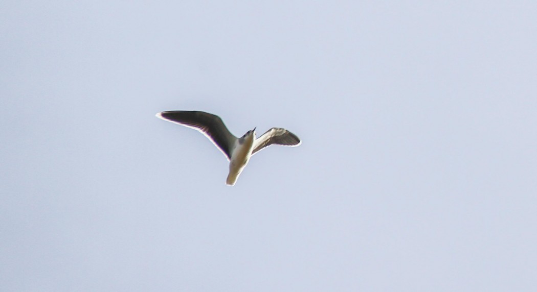 Little Gull