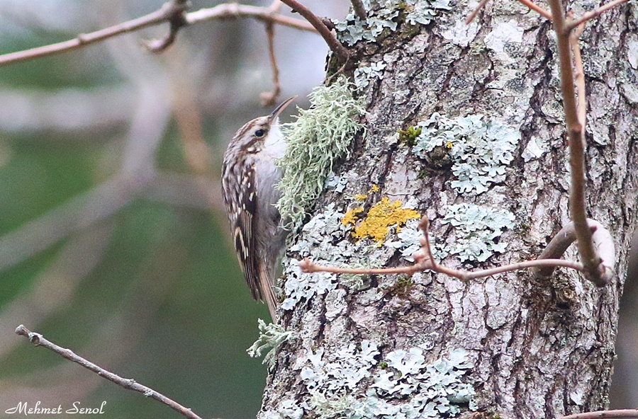Eurasian Treecreeper