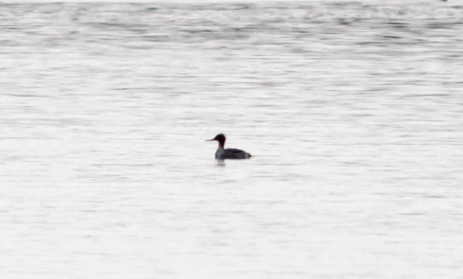 Red-breasted Merganser