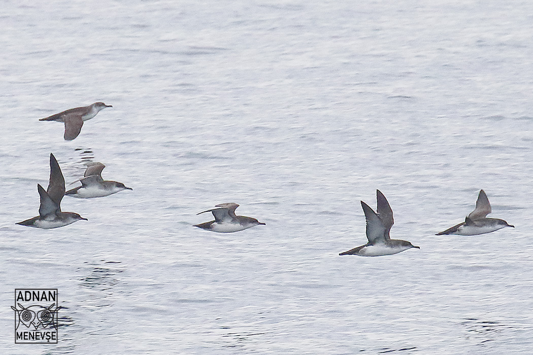 Yelkouan Shearwater