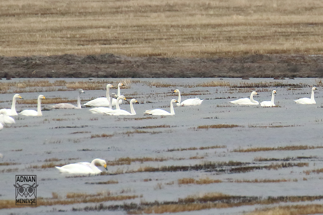 Tundra Swan