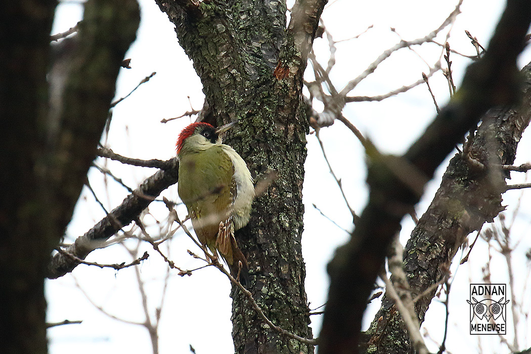 European Green Woodpecker