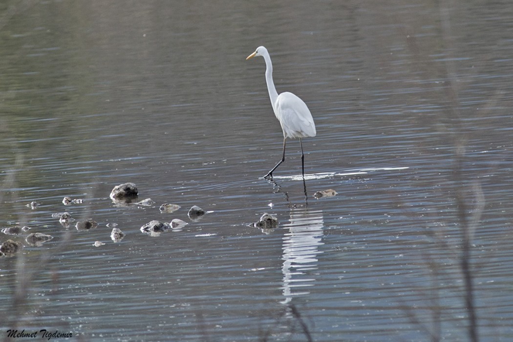 Great Egret