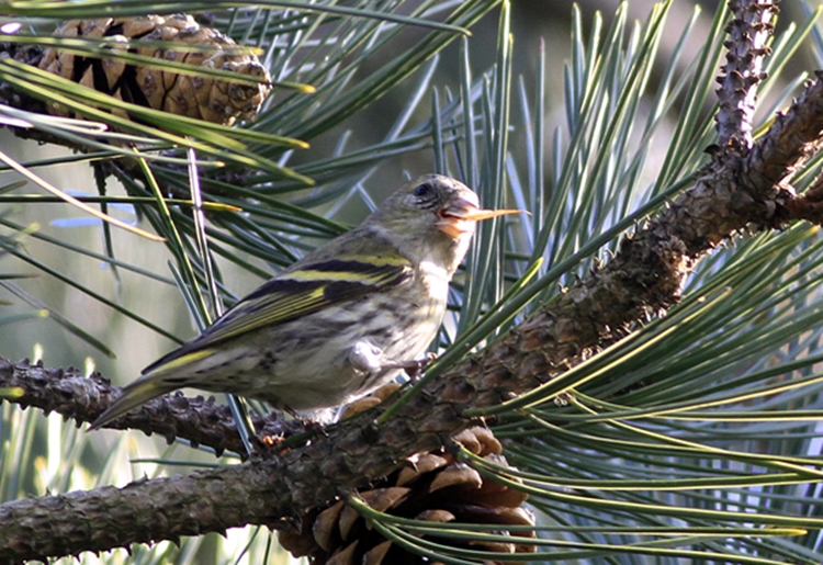 Eurasian Siskin
