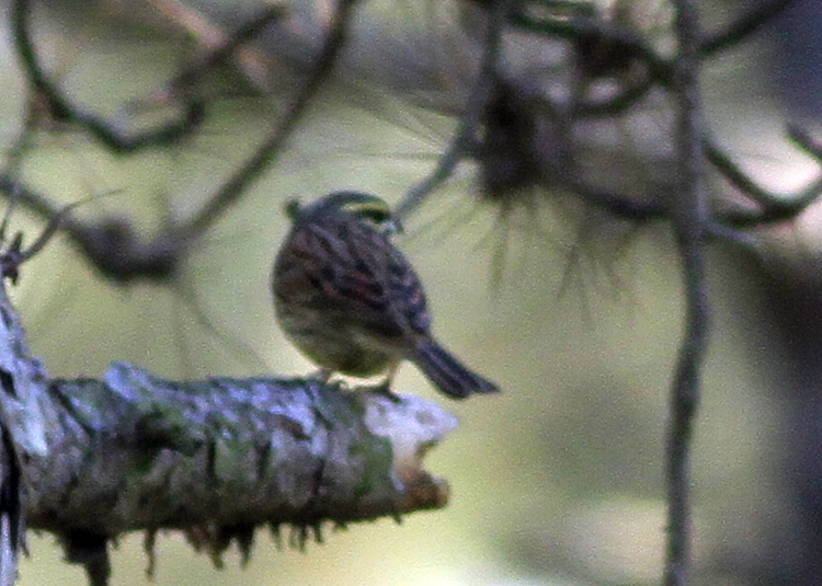 Cirl Bunting
