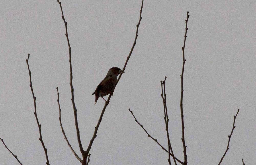 Hawfinch