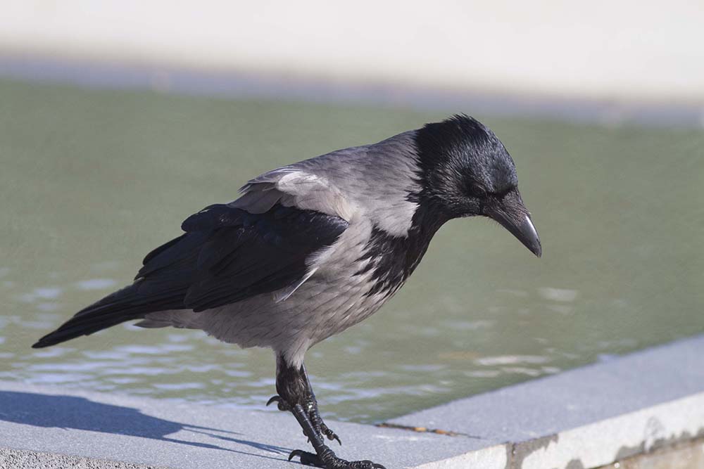 Hooded Crow
