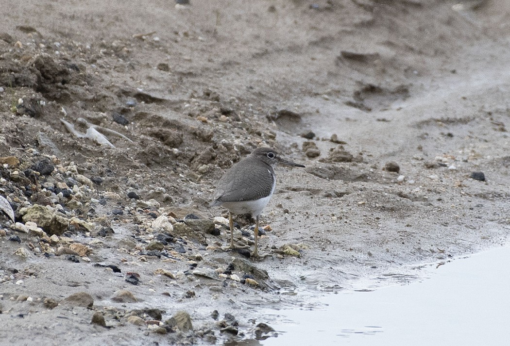 Common Sandpiper