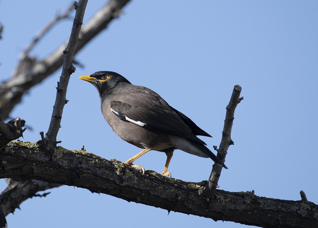 Common Myna
