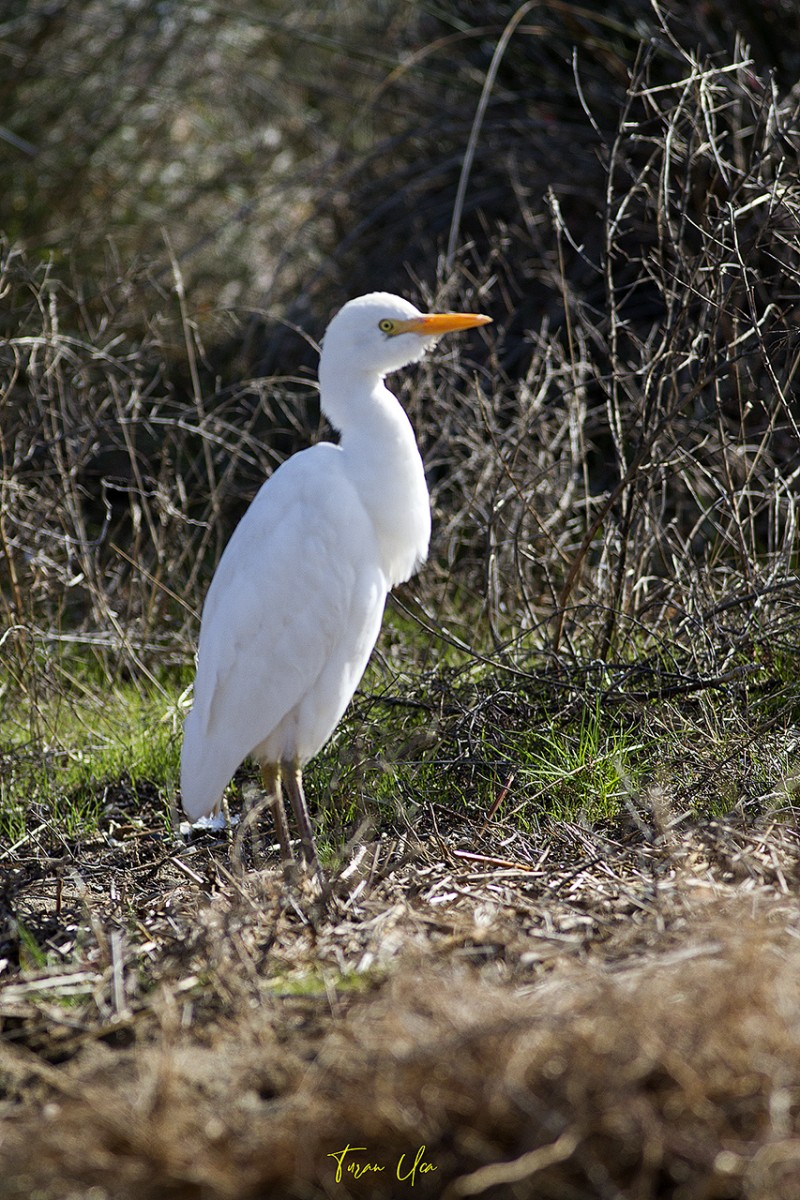 Western Cattle Egret