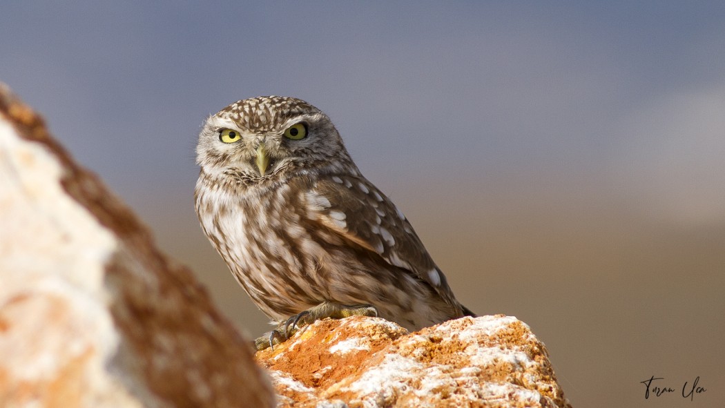 Little Owl
