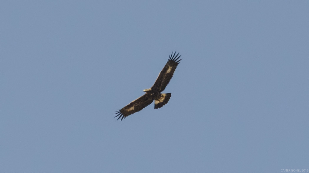 Golden Eagle