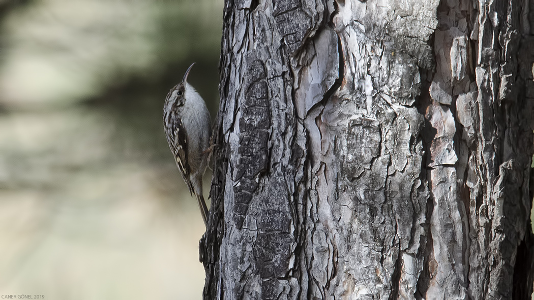 Short-toed Treecreeper
