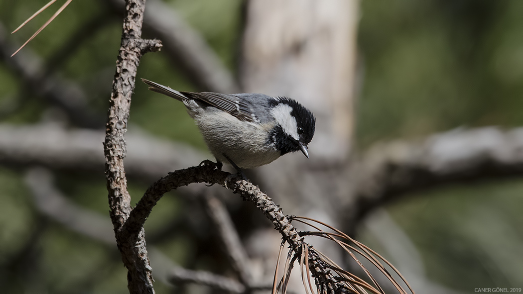 Coal Tit