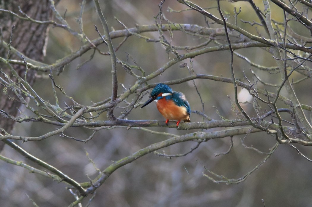 Common Kingfisher