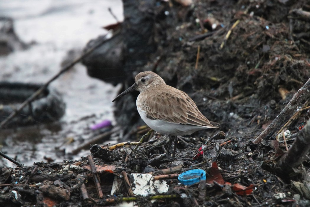Dunlin