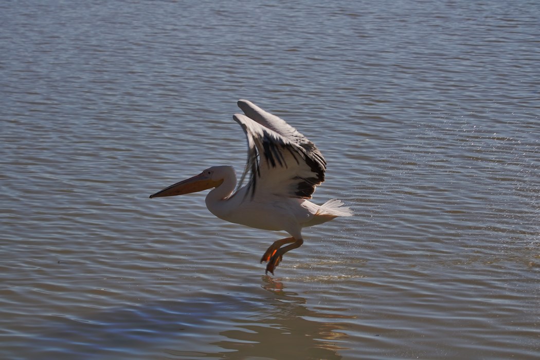 Great White Pelican