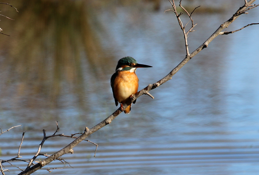 Common Kingfisher