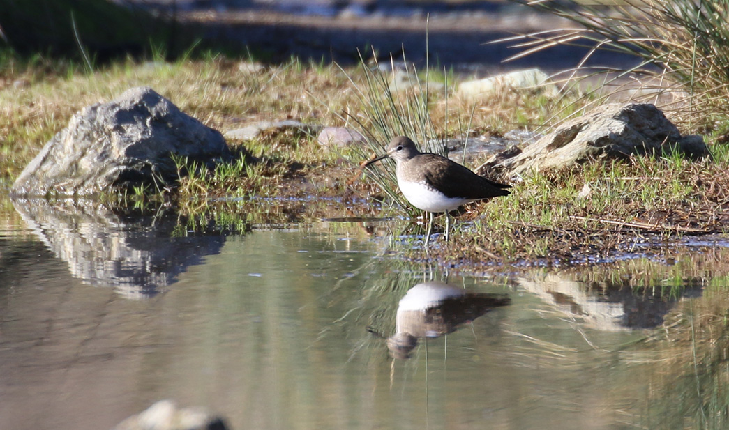 Green Sandpiper