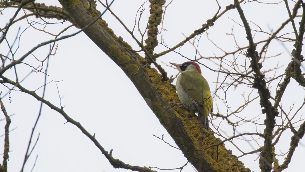 European Green Woodpecker