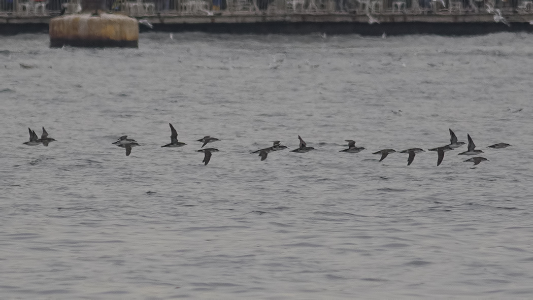 Yelkouan Shearwater