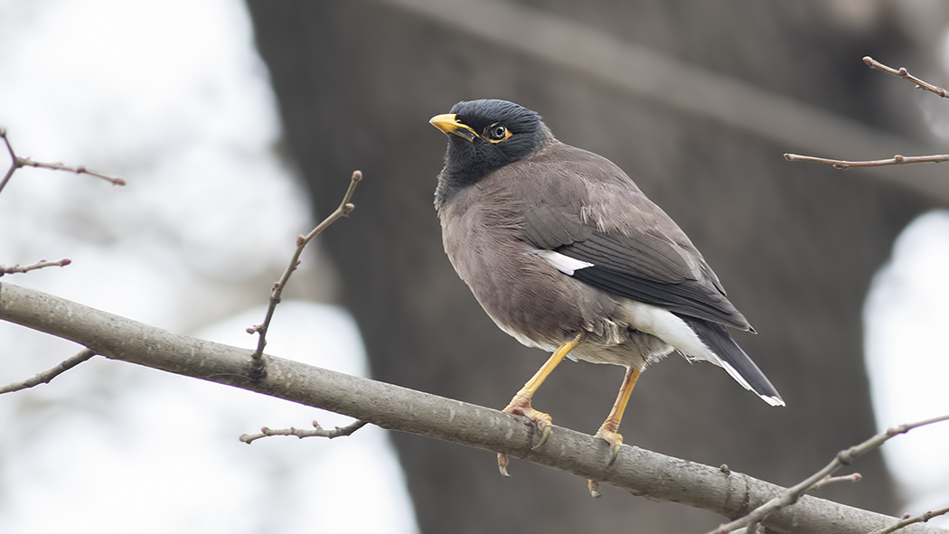 Common Myna