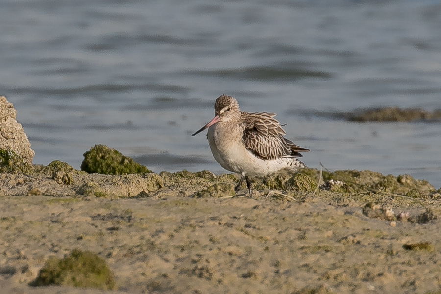 Bar-tailed Godwit