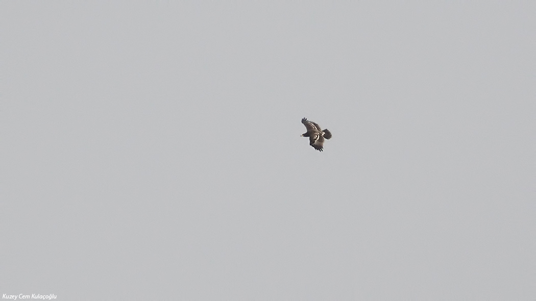 Greater Spotted Eagle