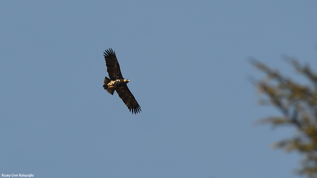 Eastern Imperial Eagle