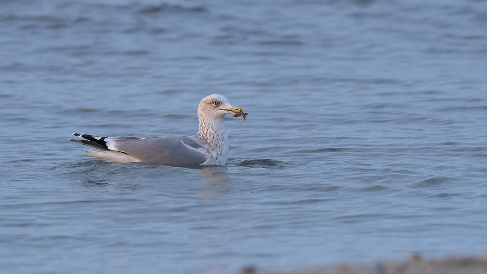 European Herring Gull