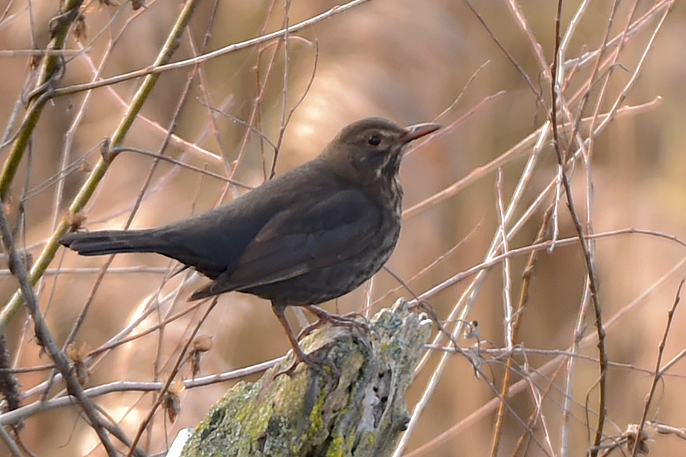 Common Blackbird