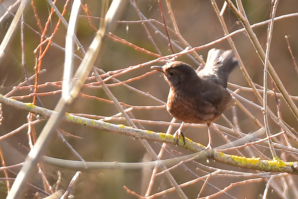 Common Rock Thrush
