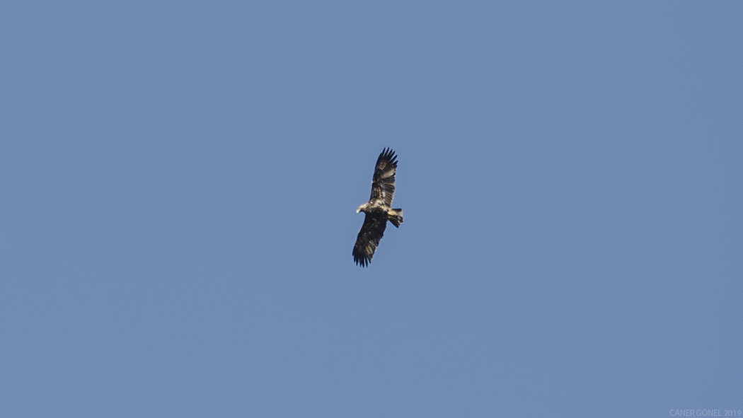 Eastern Imperial Eagle