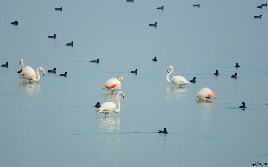 Flamingo