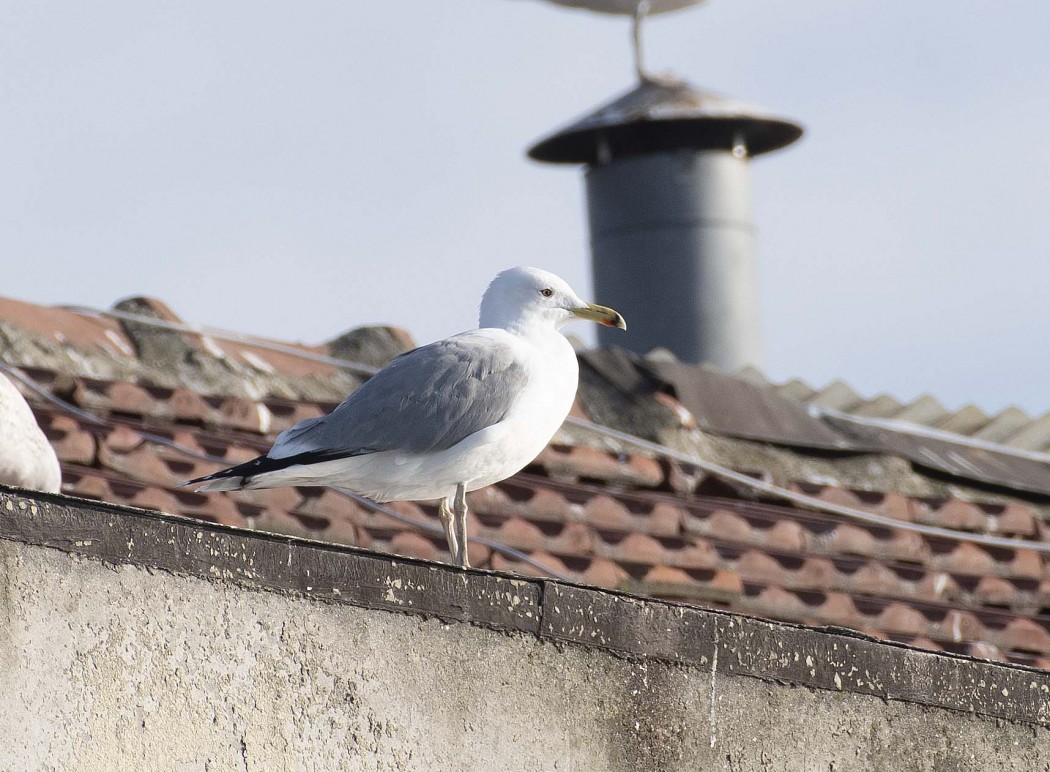 Caspian Gull