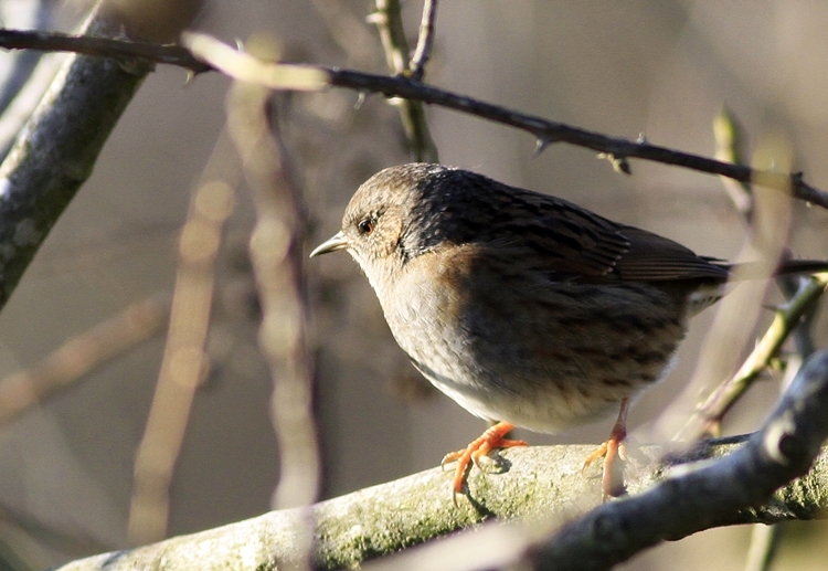Dunnock