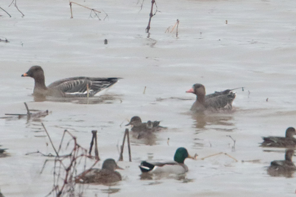 Greater White-fronted Goose