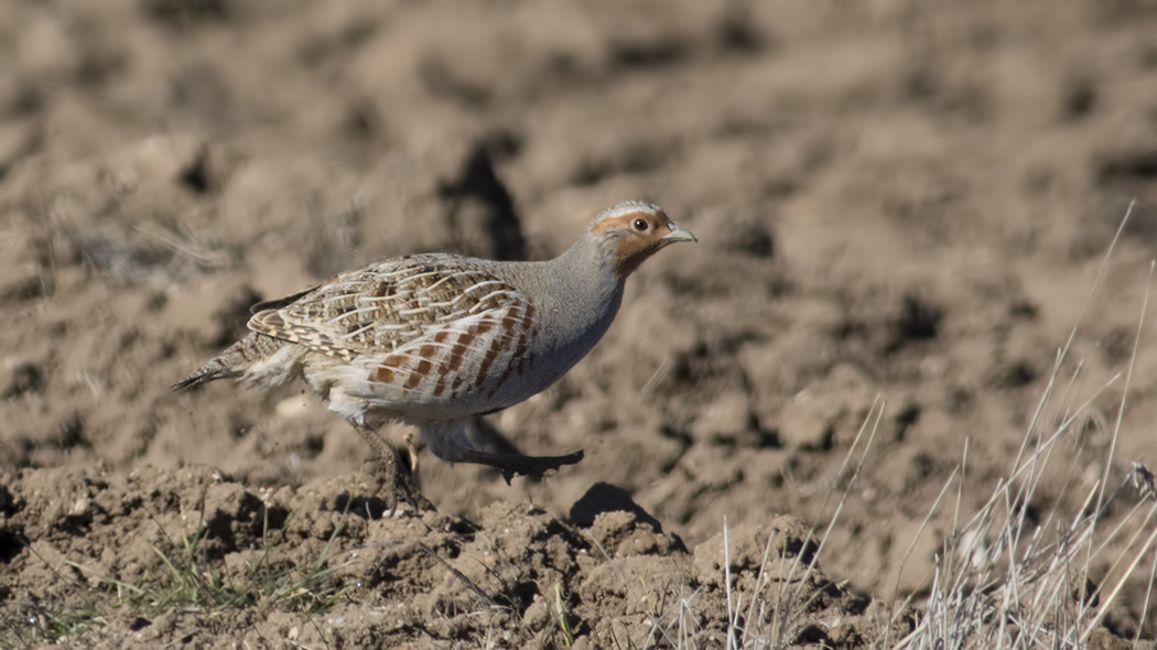 Grey Partridge