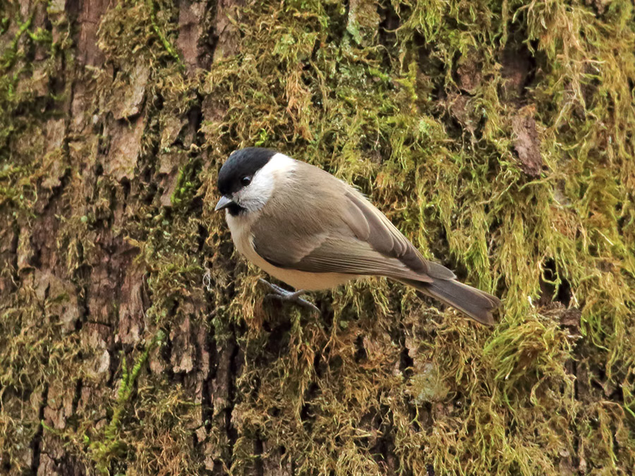 Marsh Tit